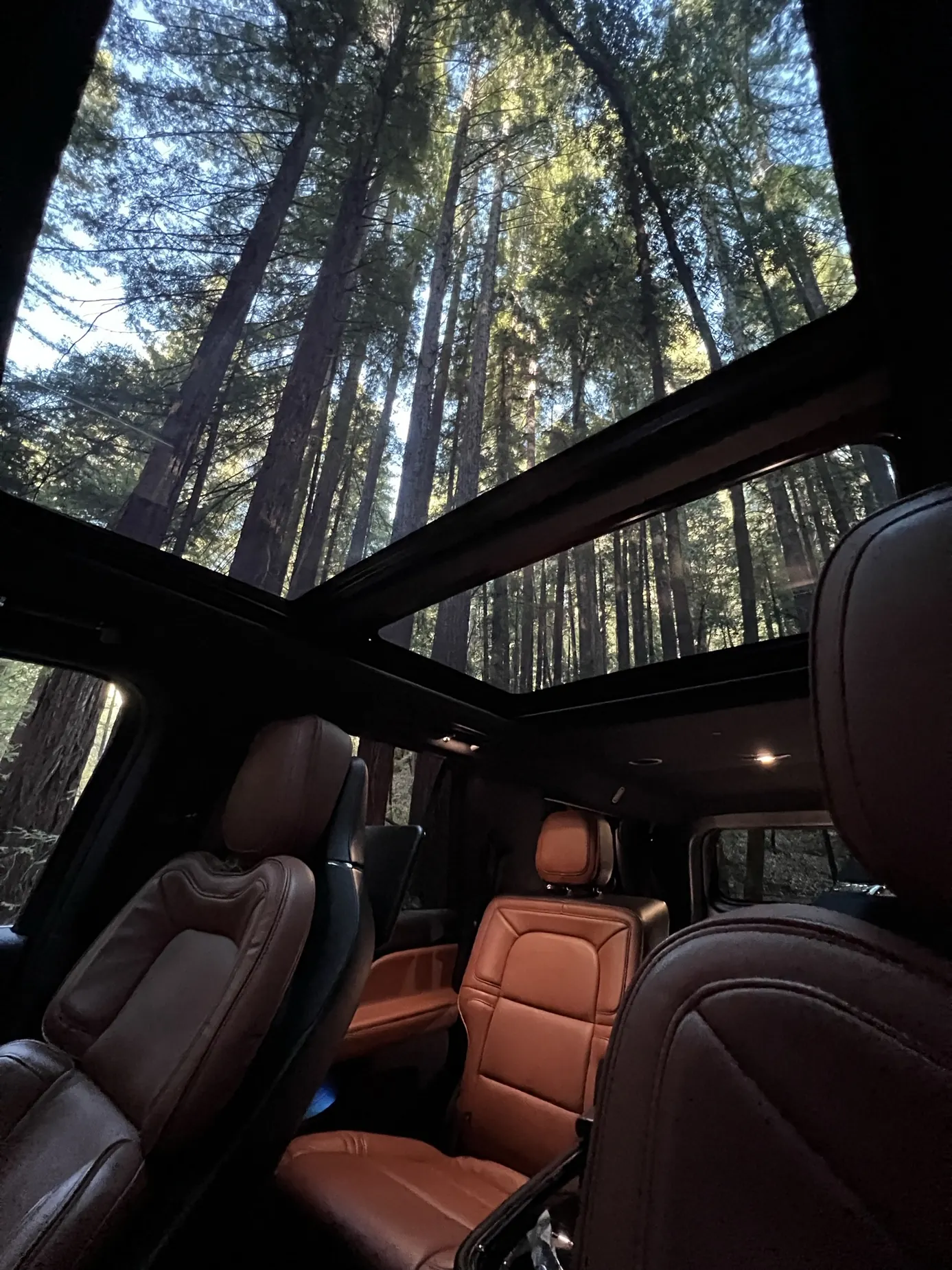 Brown leather seats and panoramic roof beneath redwood trees